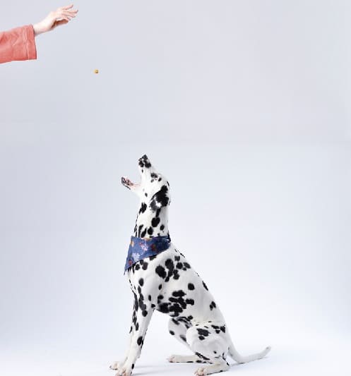 pienso comida para perros