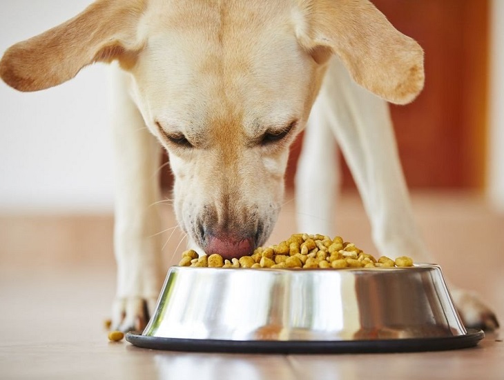 Piensos para perros baratos al por mayor