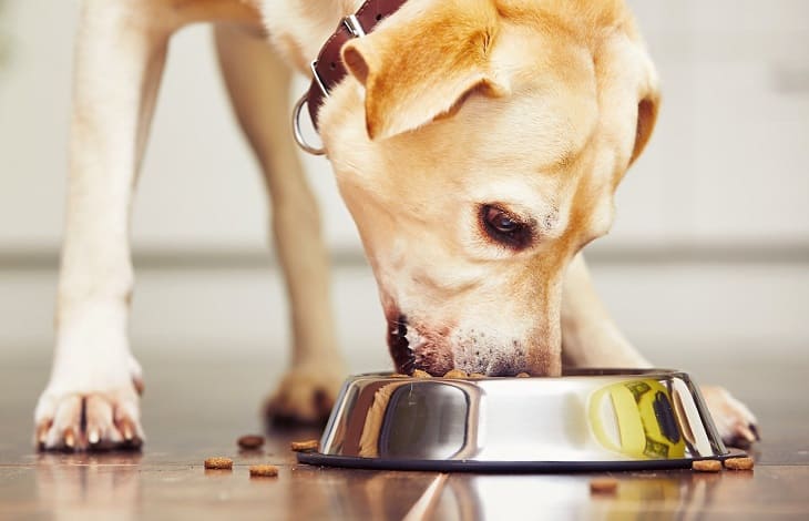 tipos de pienso para perros en Japag