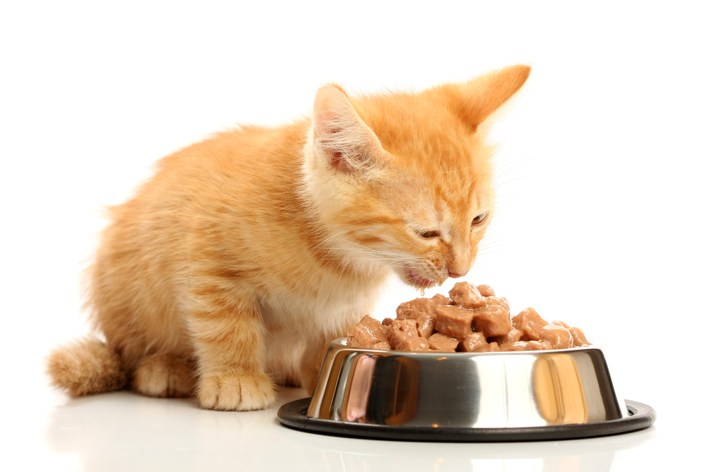 Dieta blanda gatos