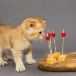 Snacks para gatos: variedad, calidad y novedades