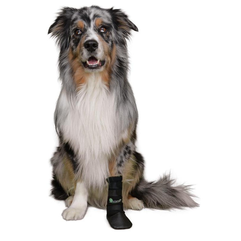 zapato de protección para perro