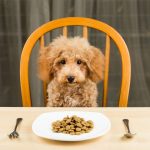 Complementos BARF para perros