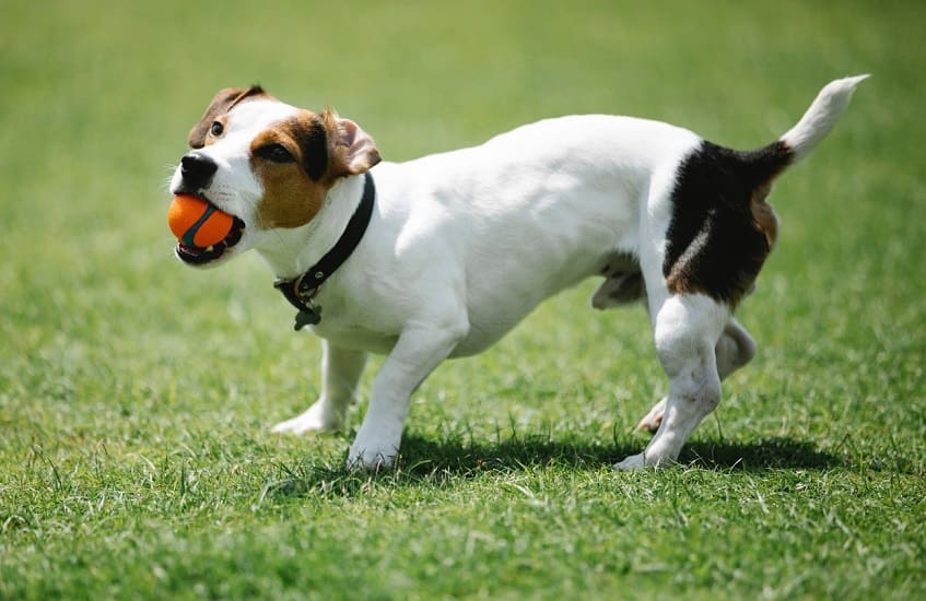 Diferencias entre los juguetes de perros y gatos - Aon