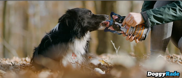 beneficios de doggyrade para perros