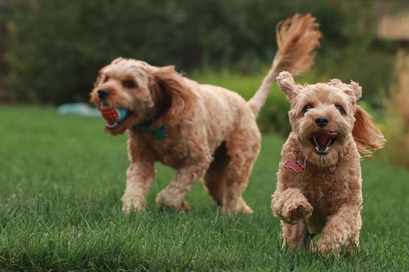 Accesorios para perros