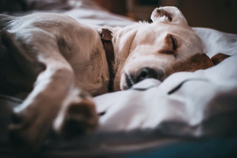Mejores camas para perros