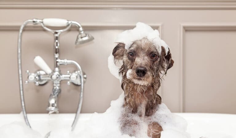 Champús para los perros