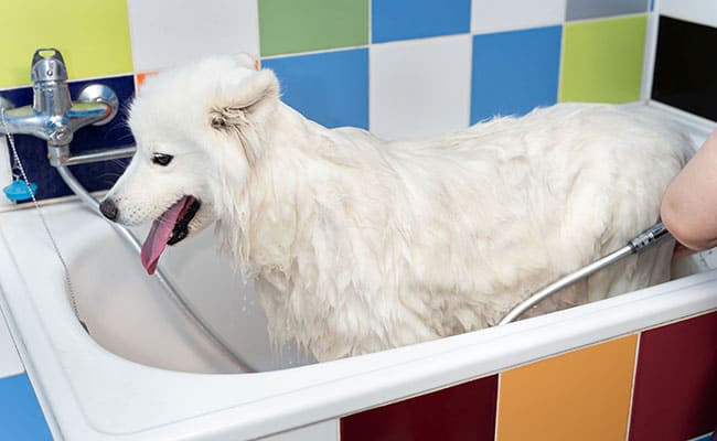 Cómo bañar aun perro grande