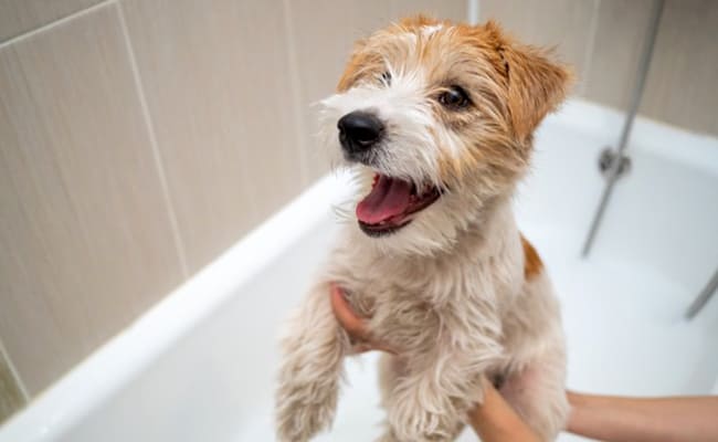 Cómo bañar a un perro cachorro