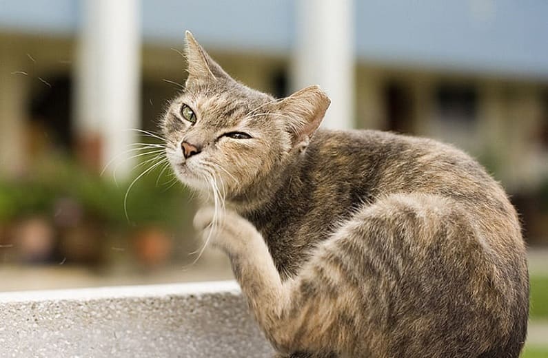 como saber si mi gato tiene pulgas