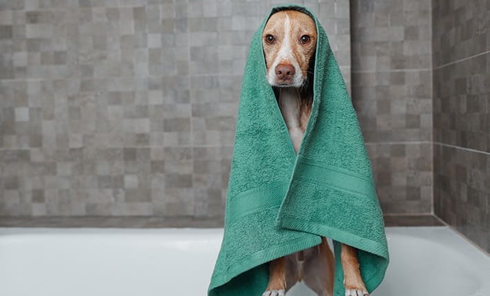 Permite que el perro se sacuda