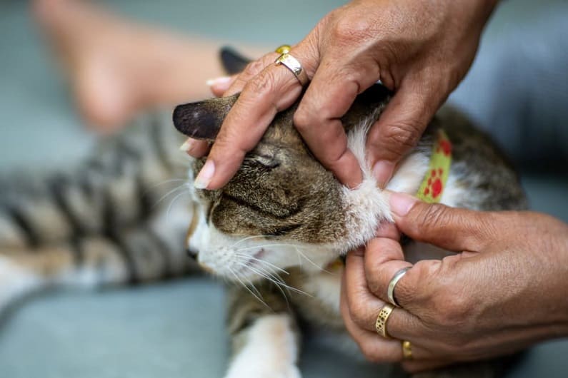 Repelentes para gatos: remedios caseros y comerciales