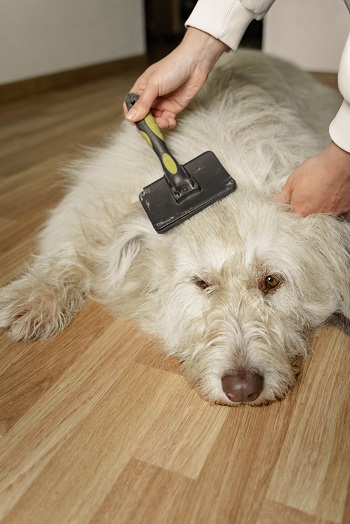 Uso de champú para perros específico