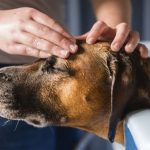 Garrapatas en perros