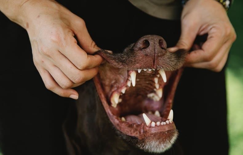 Limpieza manual en los perros