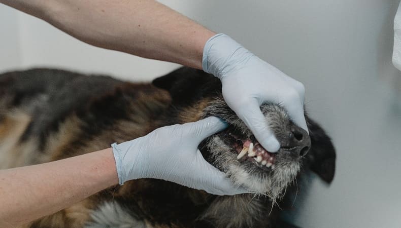 quitar el sarro de los dientes de los perros