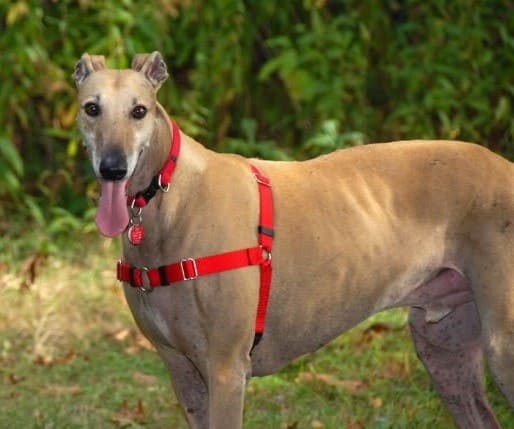 Ventajas de utilizar un arnés en perros