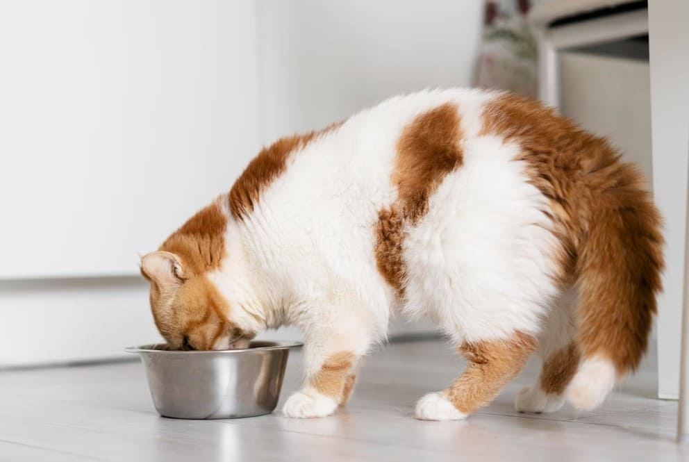 Qué dar de comer a un gato que padece gingivitis