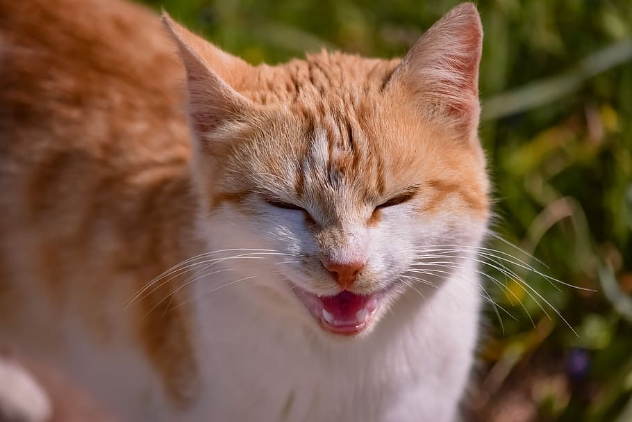 Síntomas de gingivitis en los gatos