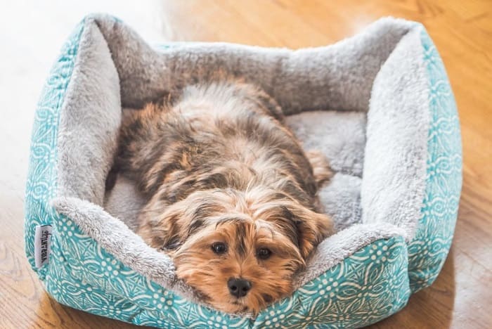 Tipos de camas para perros