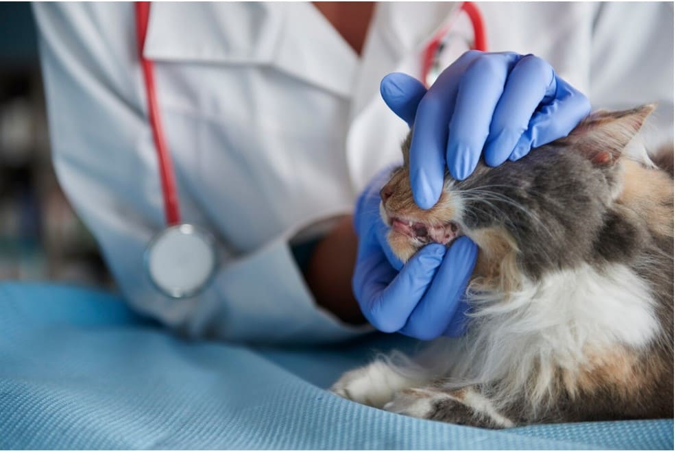 Tipos de gingivitis en gatos que existen