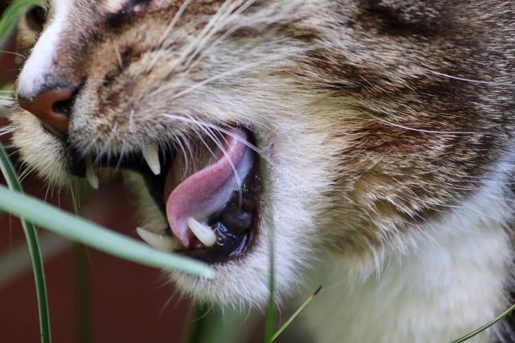 Los mejores tratamientos para gingivitis en gatos
