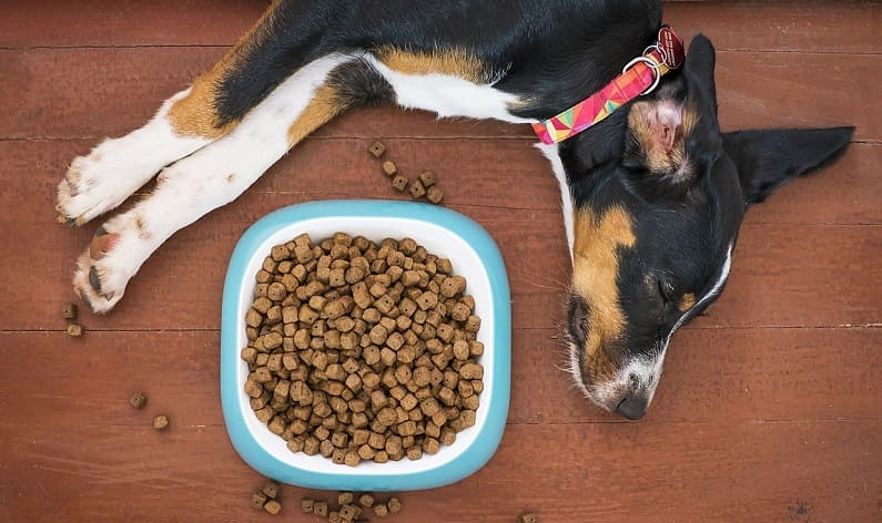 Cuánto pienso tiene que comer un perro por día