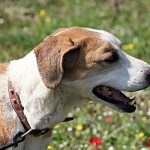 Parásitos intestinales en perros