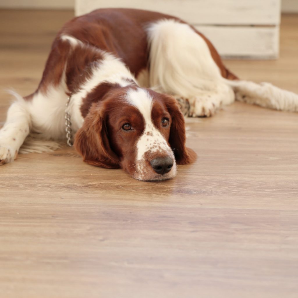 tipos de parásitos en perros