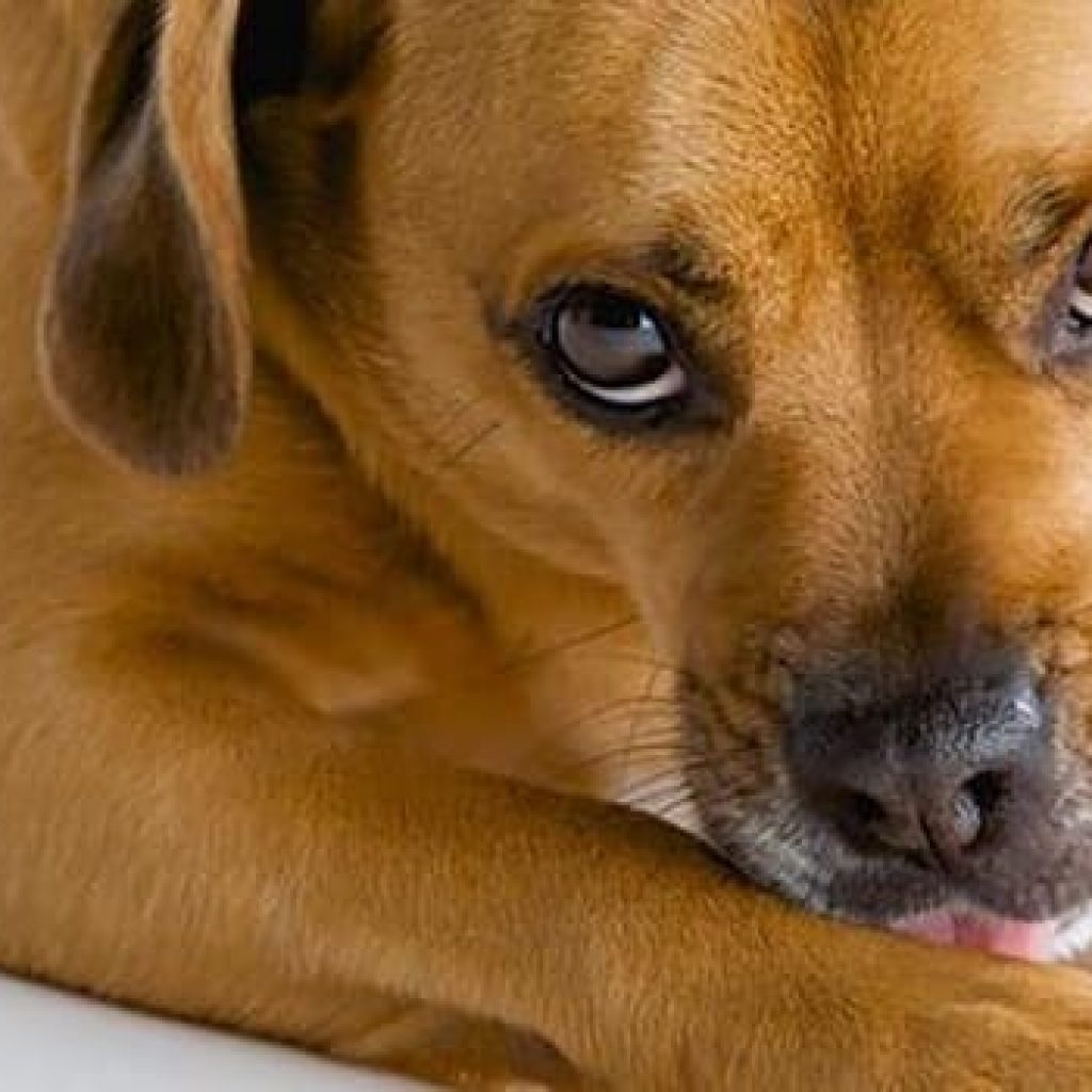 usos de plata coloidal en perros