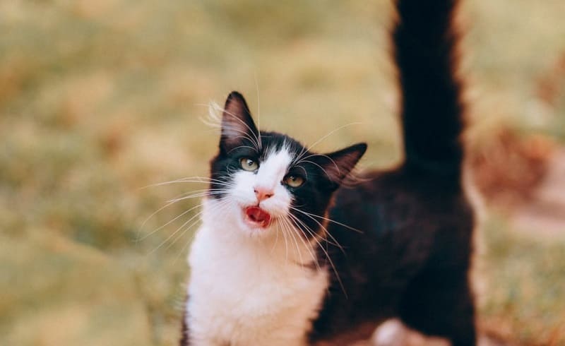 Causas de tos en los gatos