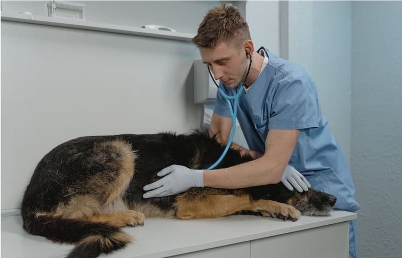 cómo cortar la diarrea en perros