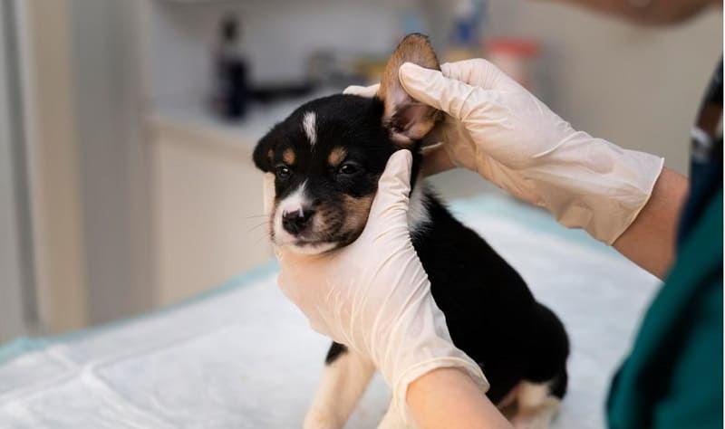 Qué es la otitis en los perros