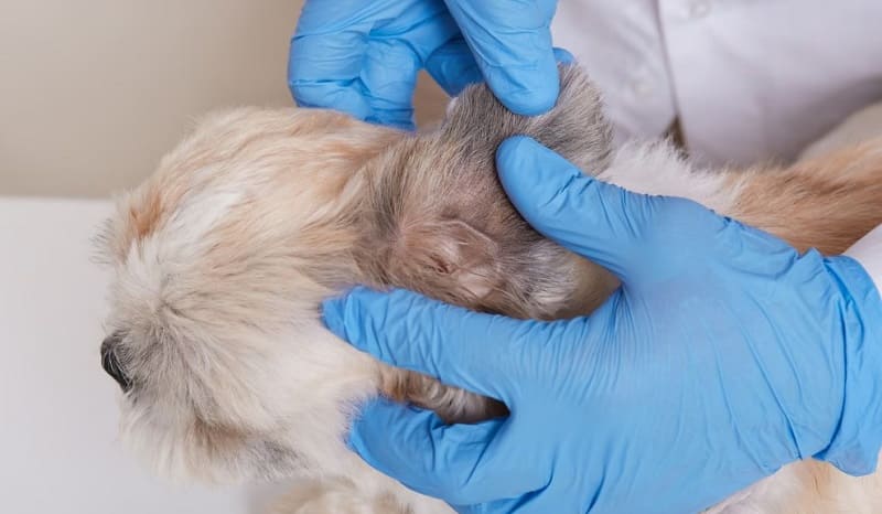 Tipos de otitis canina