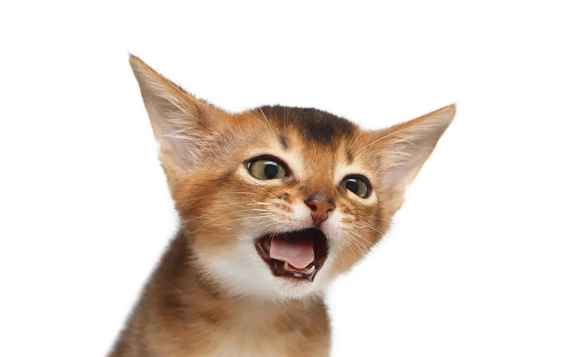 Tipos de tos en los gatos