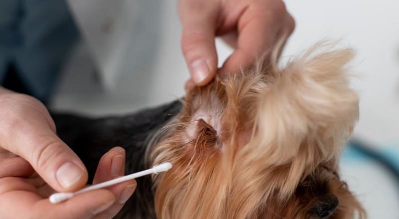 Tratamiento de otitis en perros