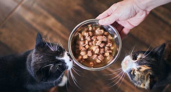 ventajas de la alimentación seca de los gatos