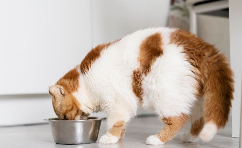 beneficios de la alimentación húmeda