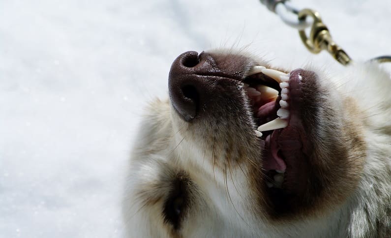 Beneficios que tiene la plata coloidal para los perros