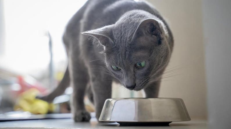 Importancia de mezclar la alimentación en los gatos