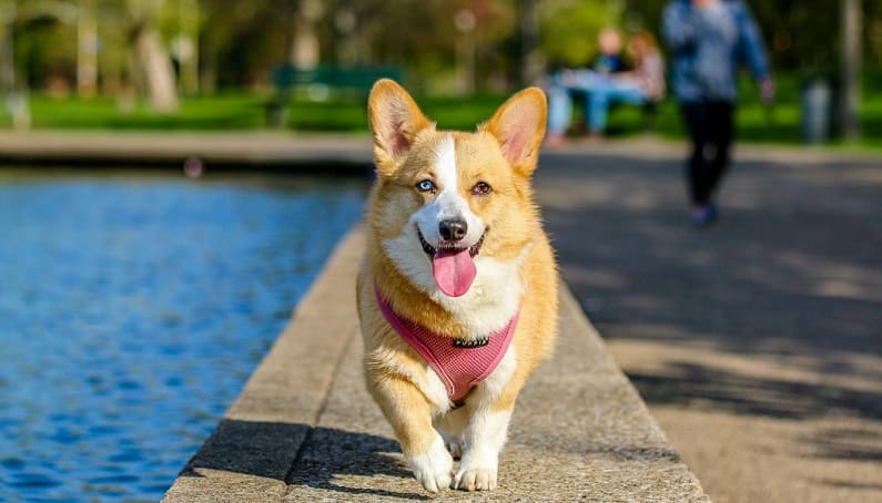 tratamiento contra la infección de orina canina
