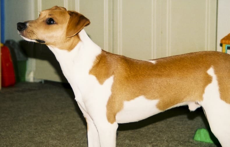 Utilizar palta coloidal para humanos en perros