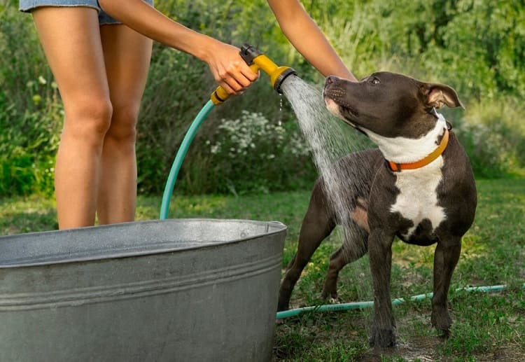 cómo bajar la temperatura del perro