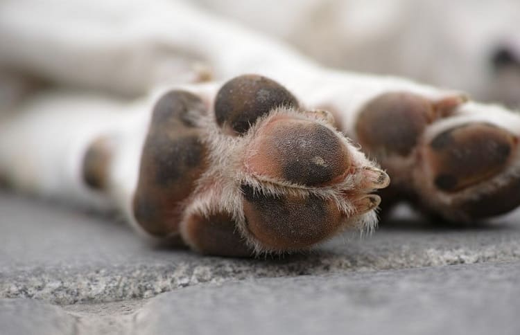 por dónde sudan los perros
