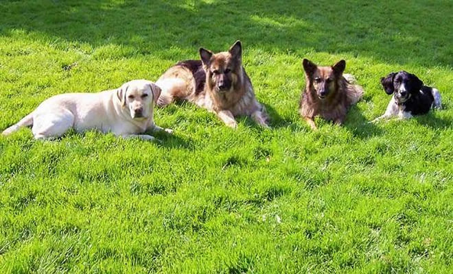 sudoración canina
