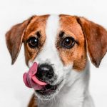 Nueva alimentación húmeda Aninatura