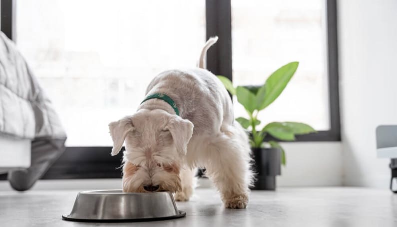 Perro comiendo alimentación húmeda para los perros