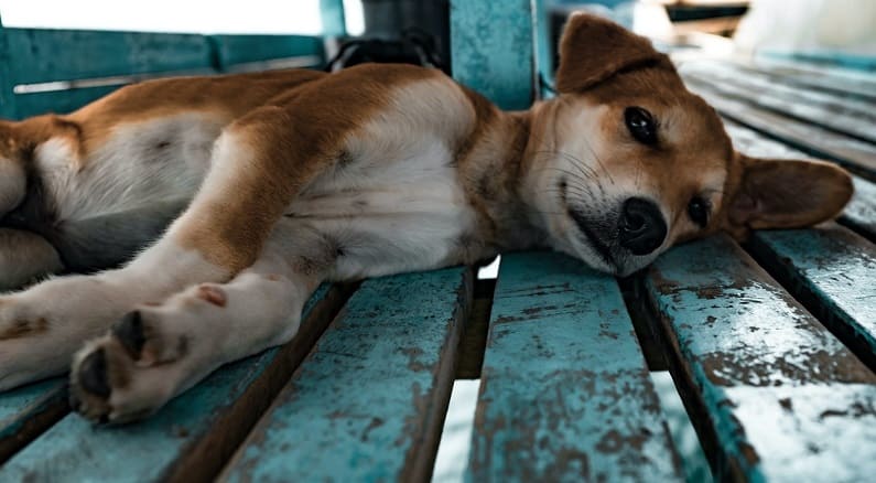 Cómo eliminar las pulgas de un perro