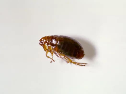 Pulga del conejo